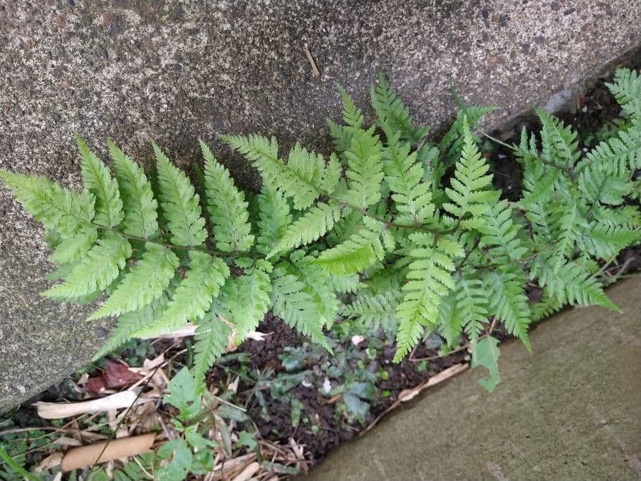 Athyrium vidalii 5