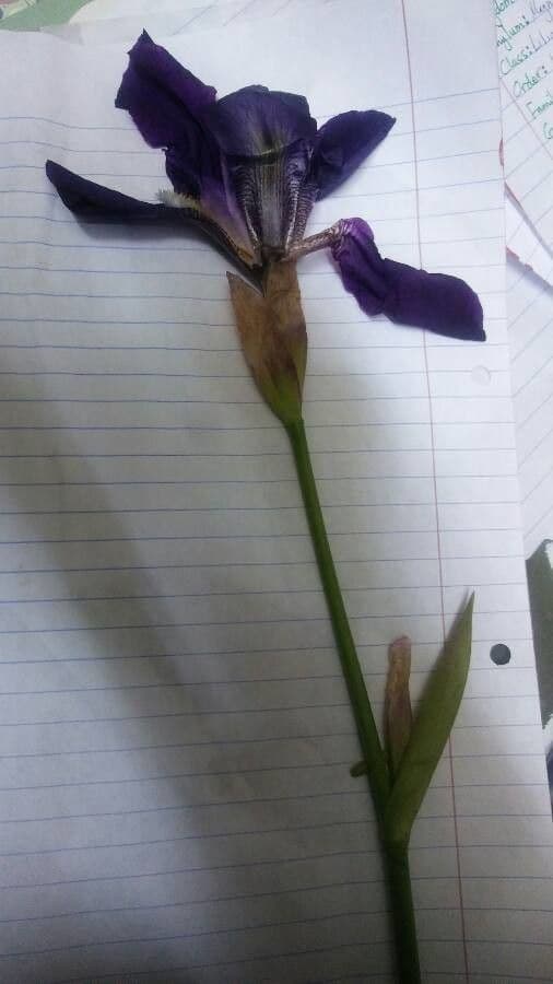 Iris lutescens 24