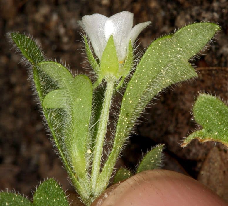 Nemophila 9
