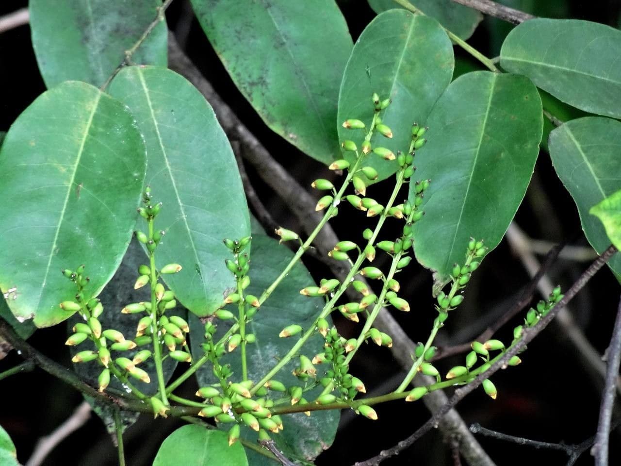 Pterocarpus 4