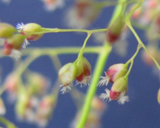 Isachne arundinacea