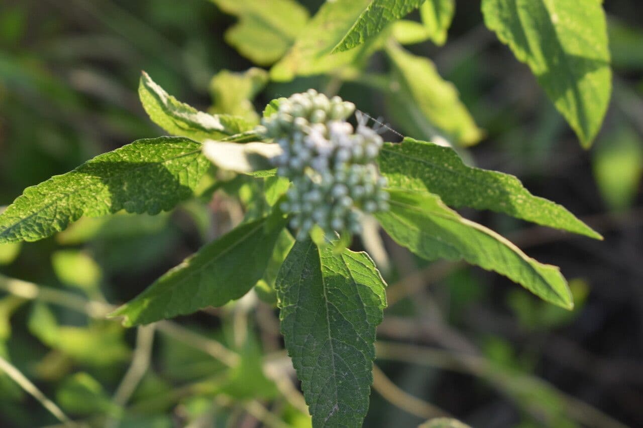 Austroeupatorium 11