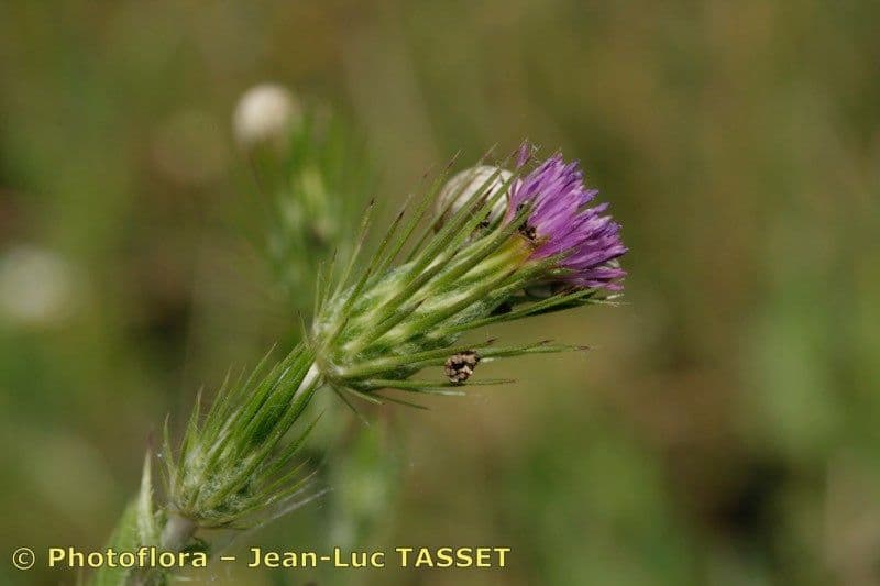 Distel 2