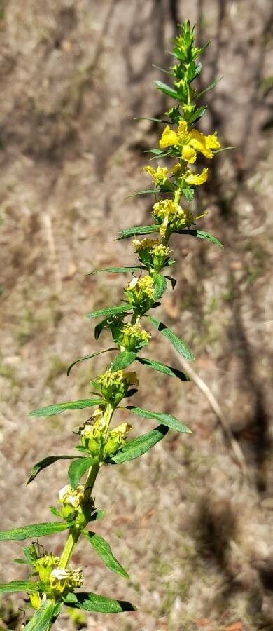 Heimia salicifolia 6
