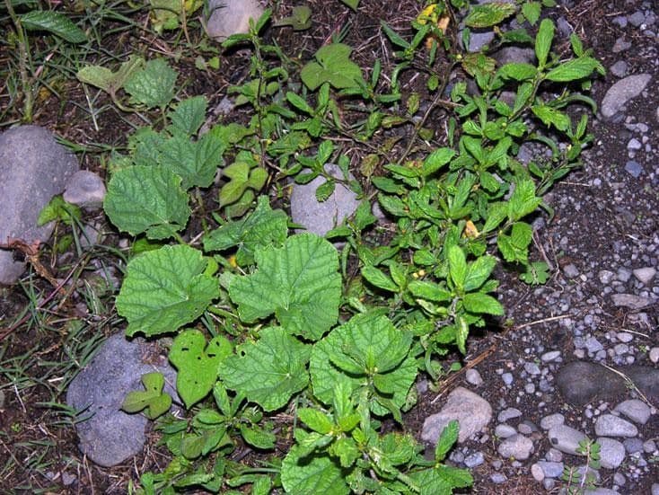 Zottige Sida