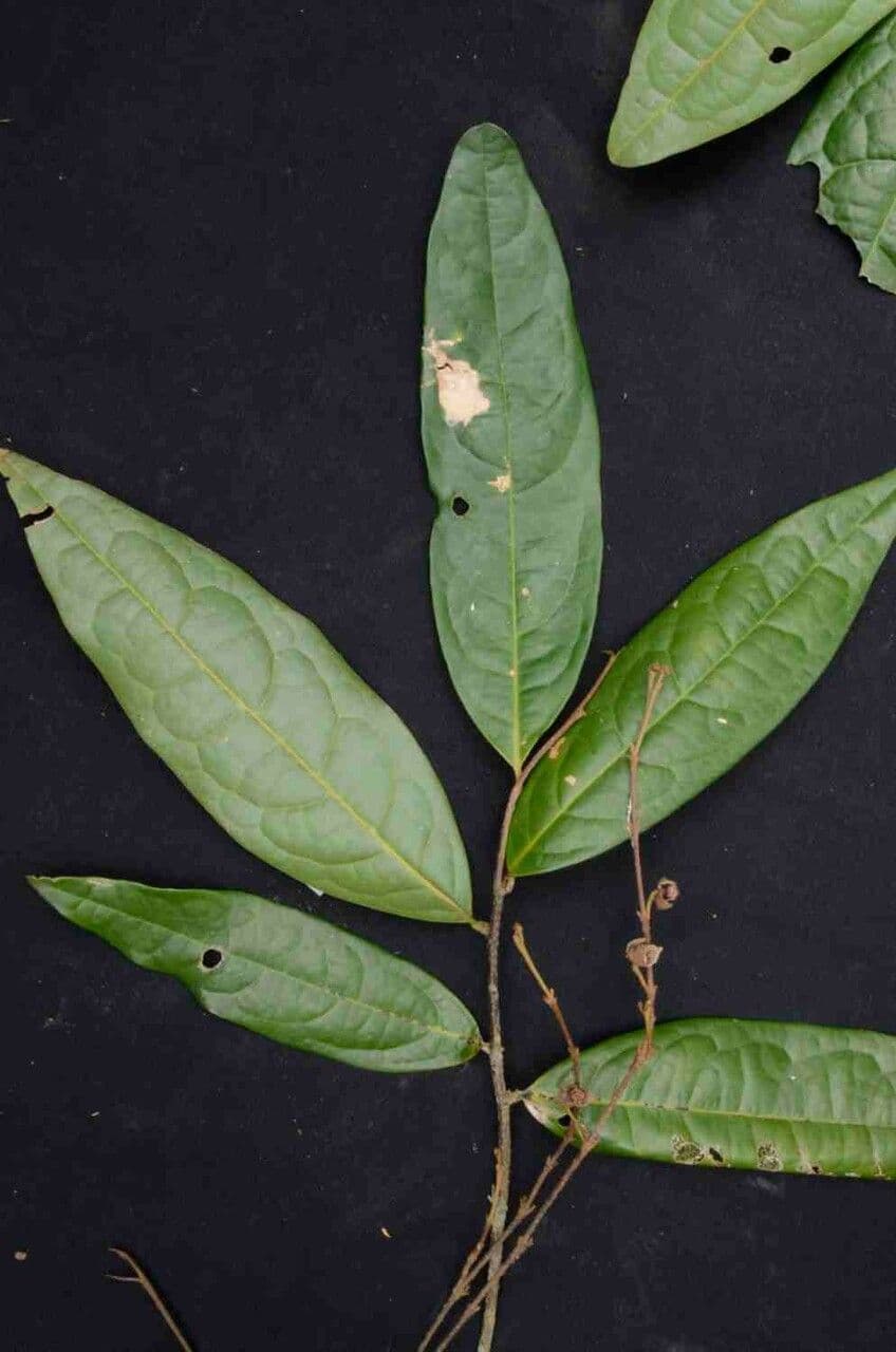 Duguetia 7