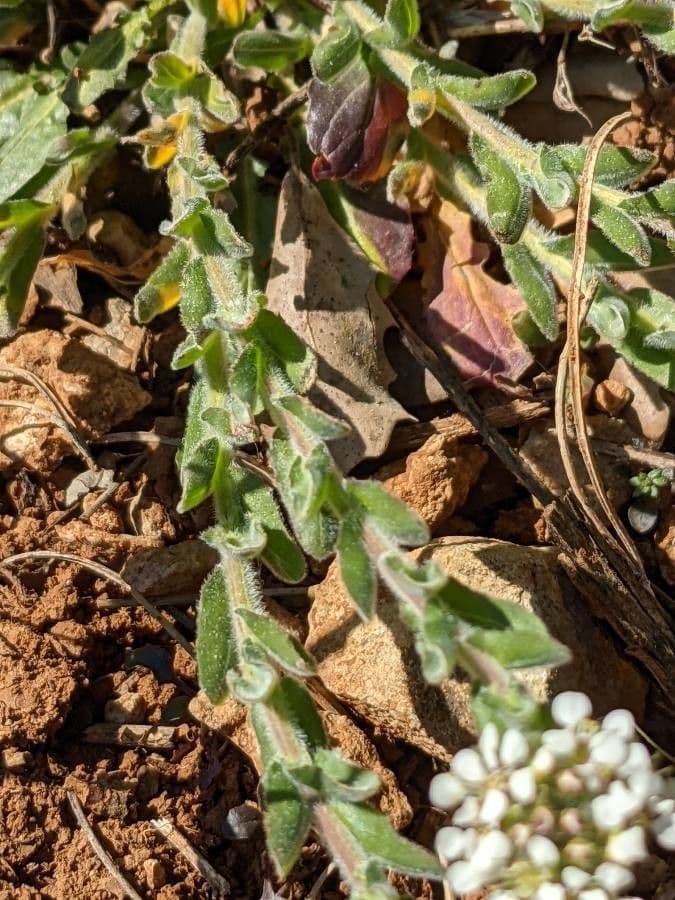 Lepidium 21