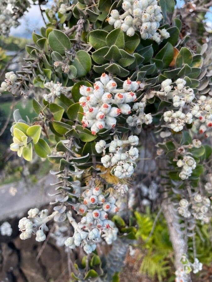 Metrosideros polymorpha