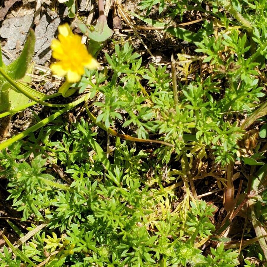 Soliva sessilis 3