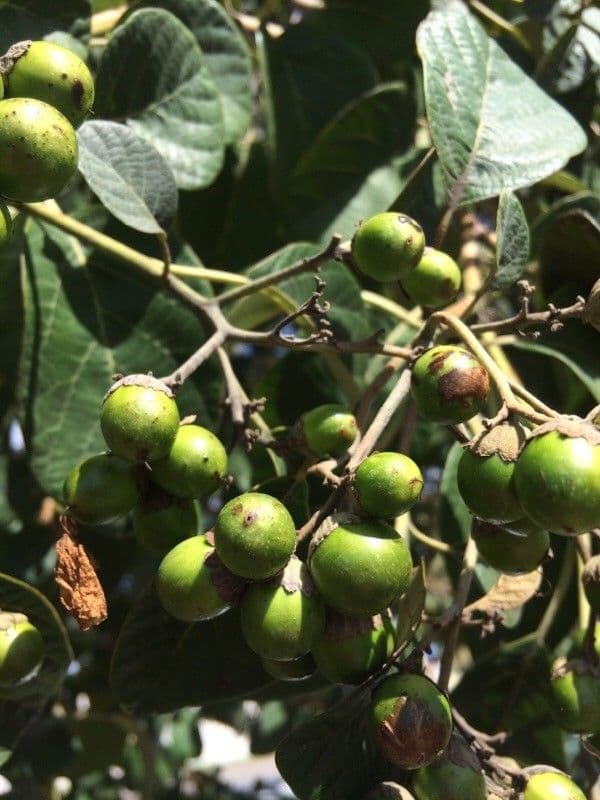 Cordia