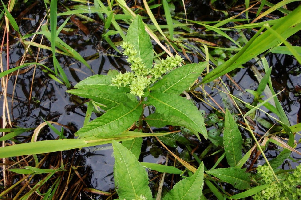 Penthorum sedoides 16