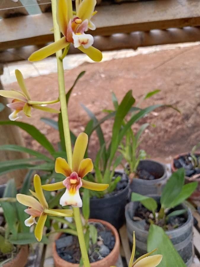 Cymbidium di Finlayson 5