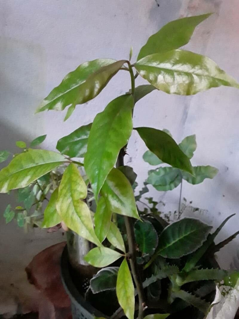 Pereskia 18