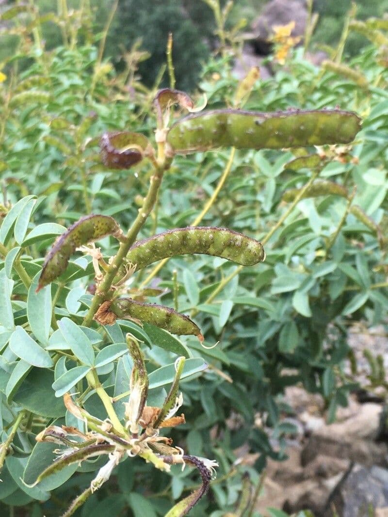 Adenocarpus