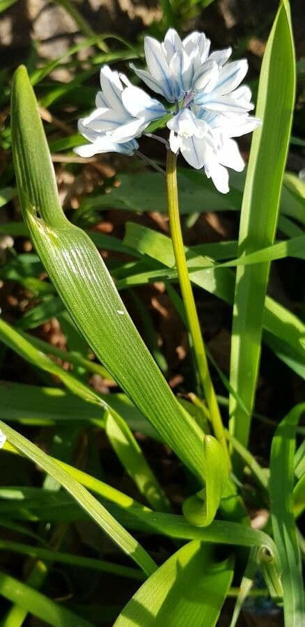 Puschkinia scilloides 12