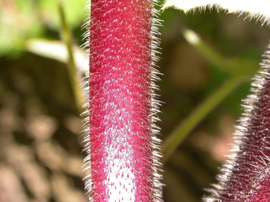 Feuille d'eau appendiculée 20