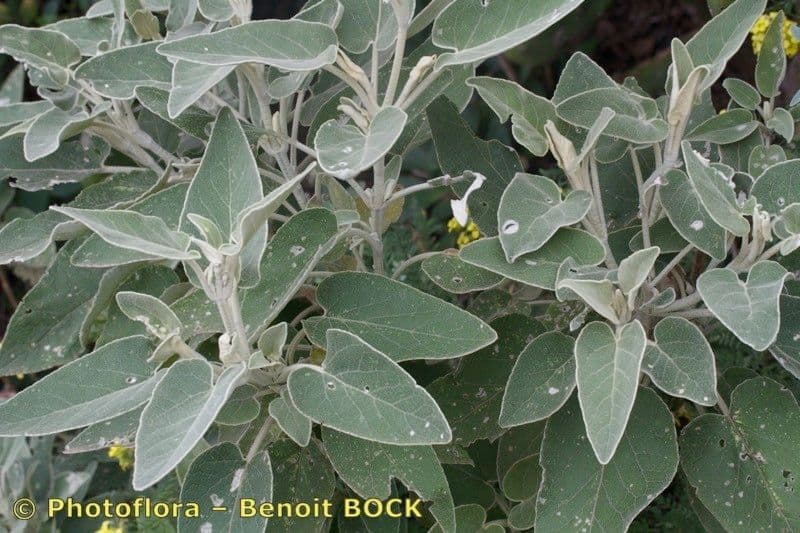 Sideritis 23