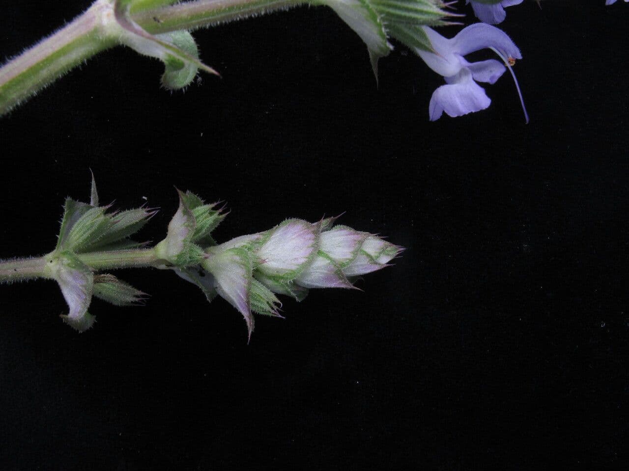 Salvia 2