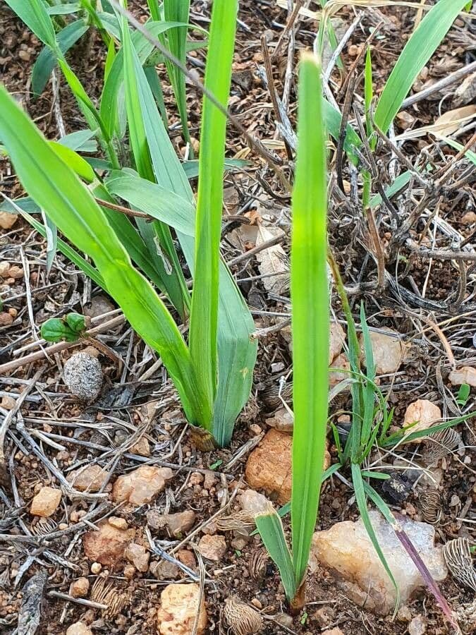 Gladiole 14