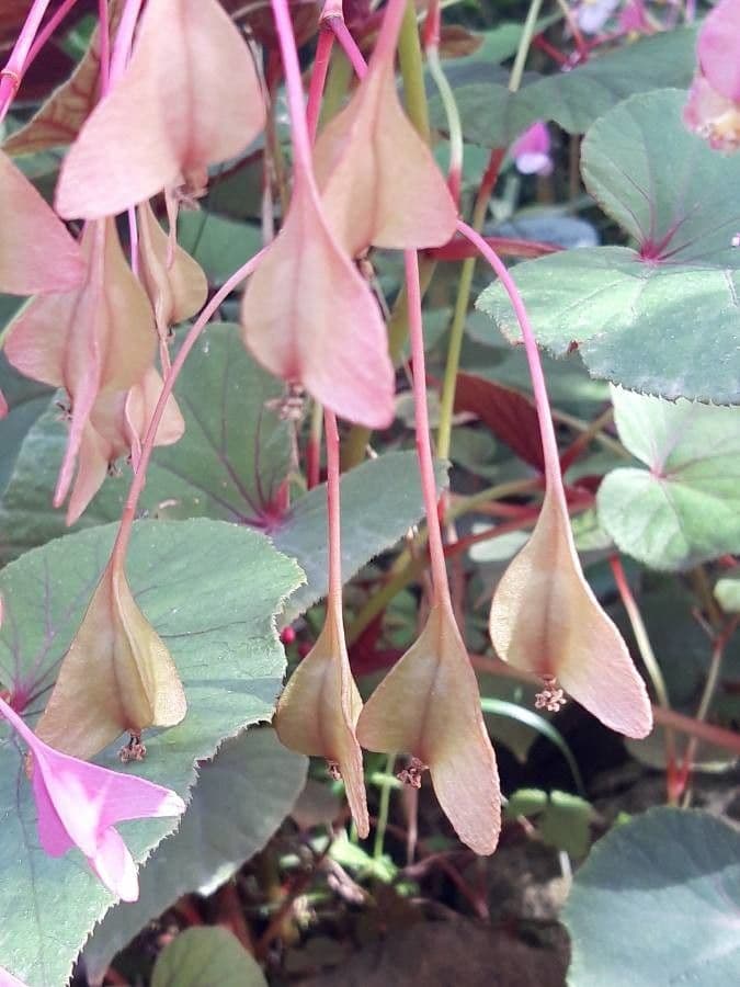 Begonia 2