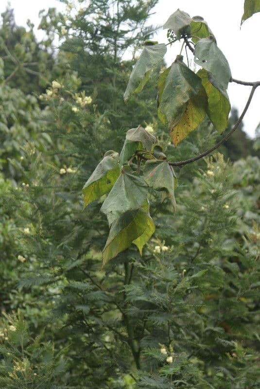 Dombeya 14