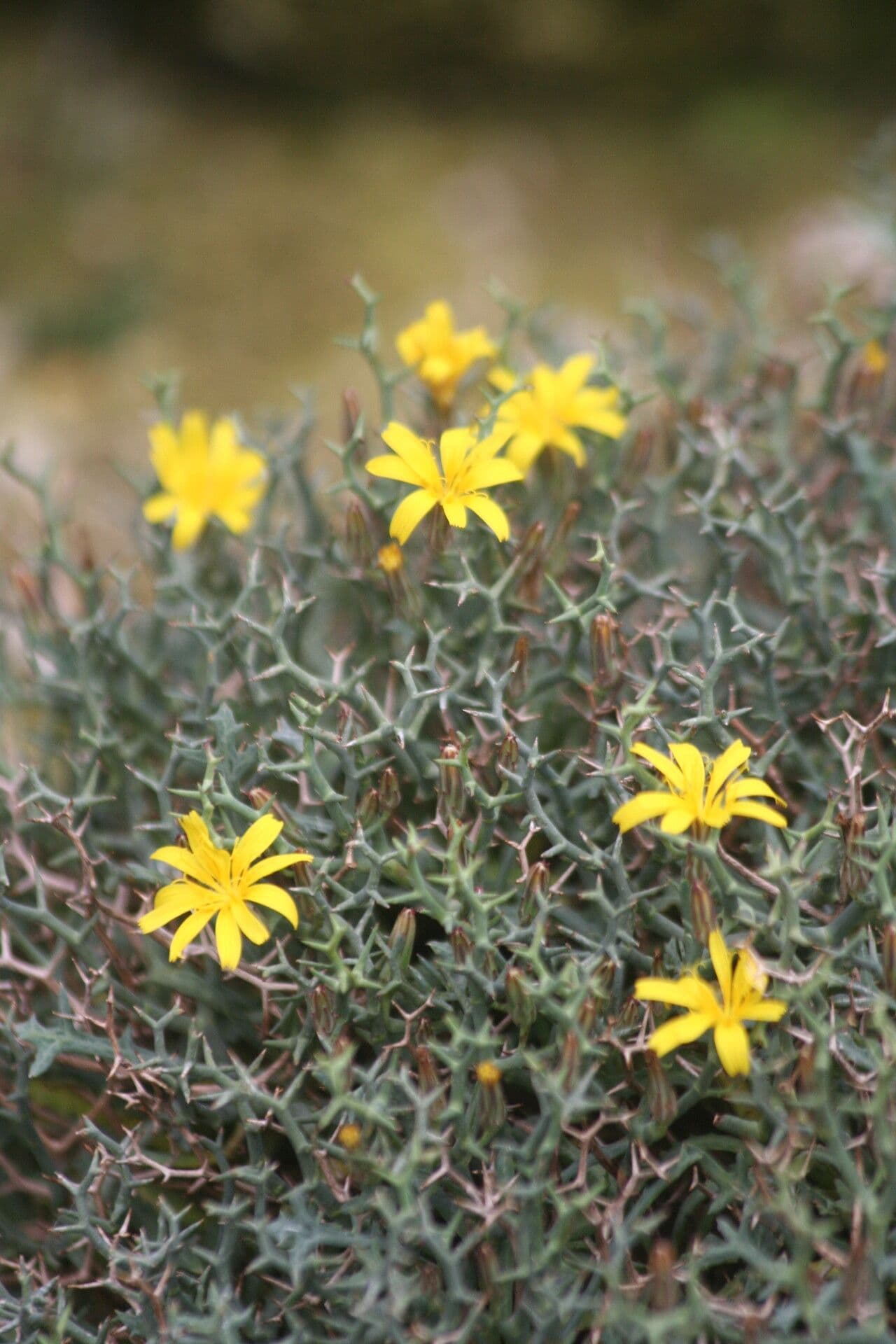 Launaea cervicornis
