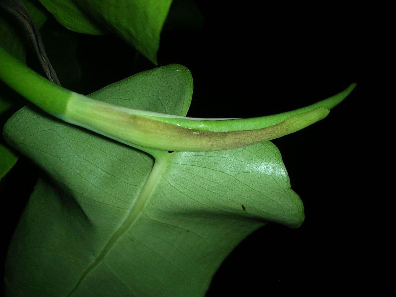 Monstera 11