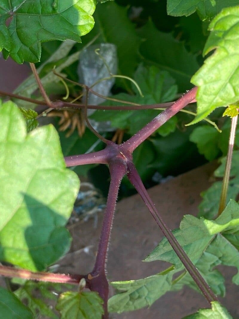 Vitis aestivalis 27