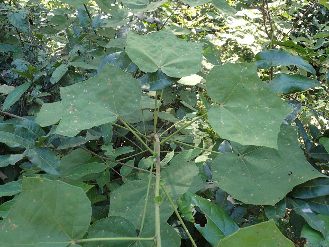 Eibisch 7