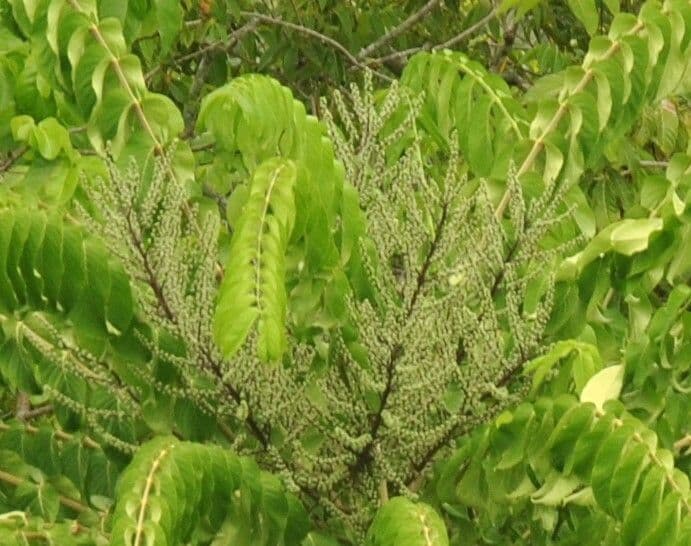 Polyscias
