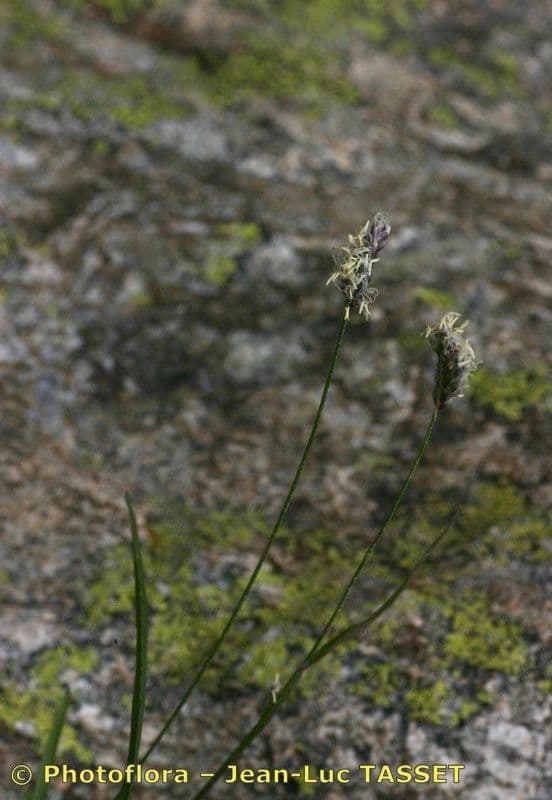 Oreochloa 3