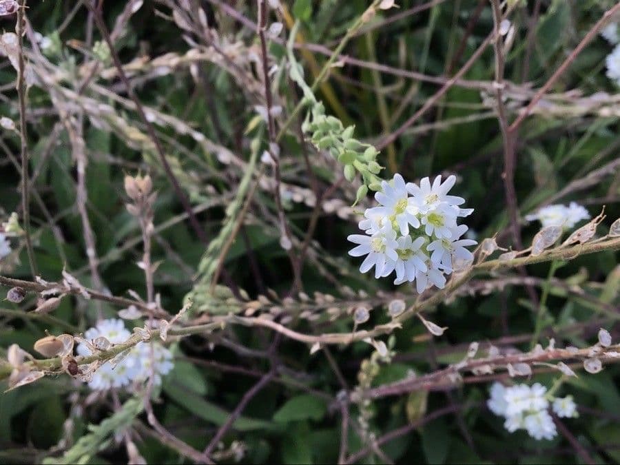 Berteroa mutabilis