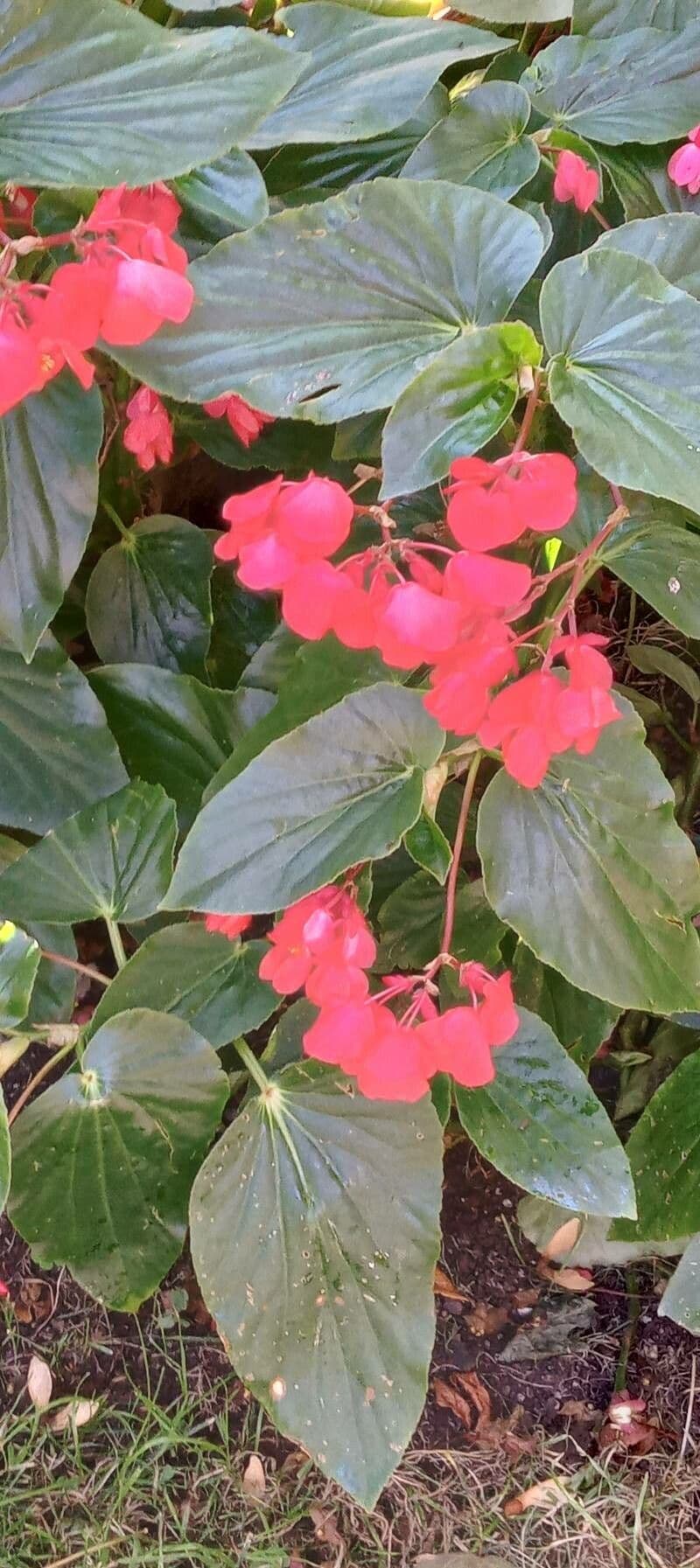 Begonia 10