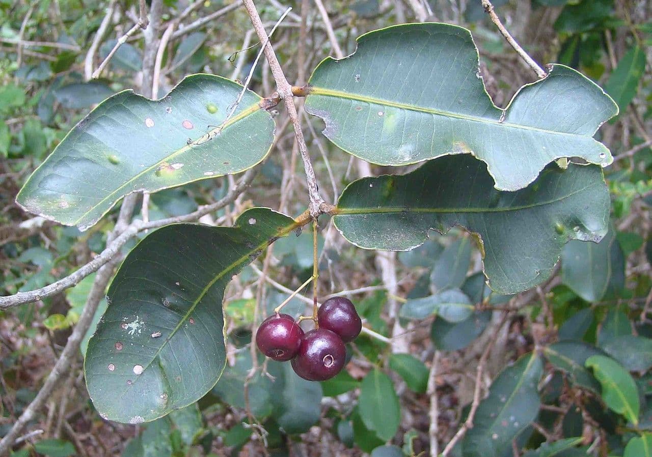Syzygium 6