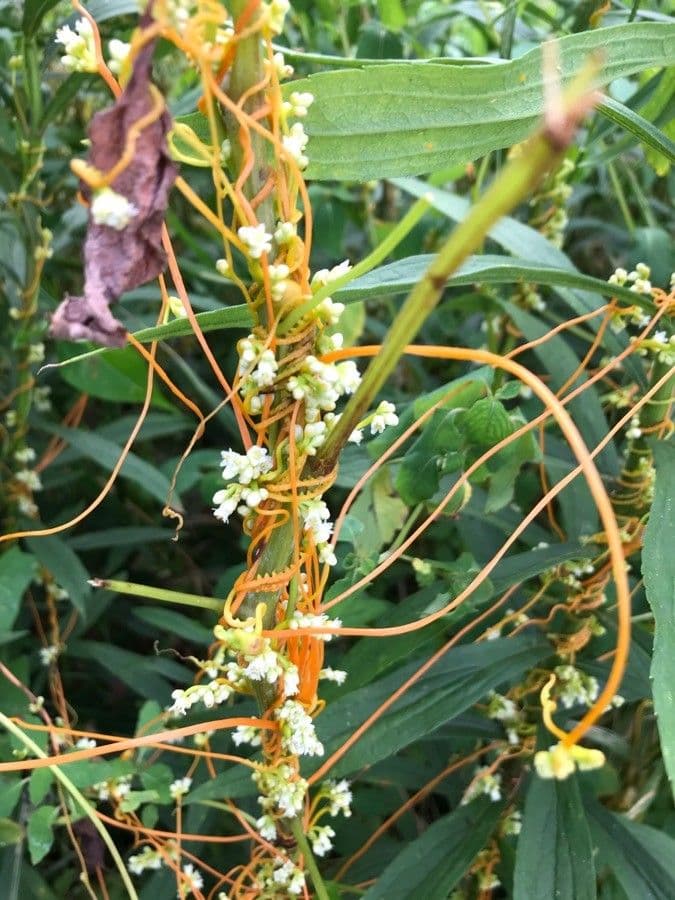 Cuscuta 3