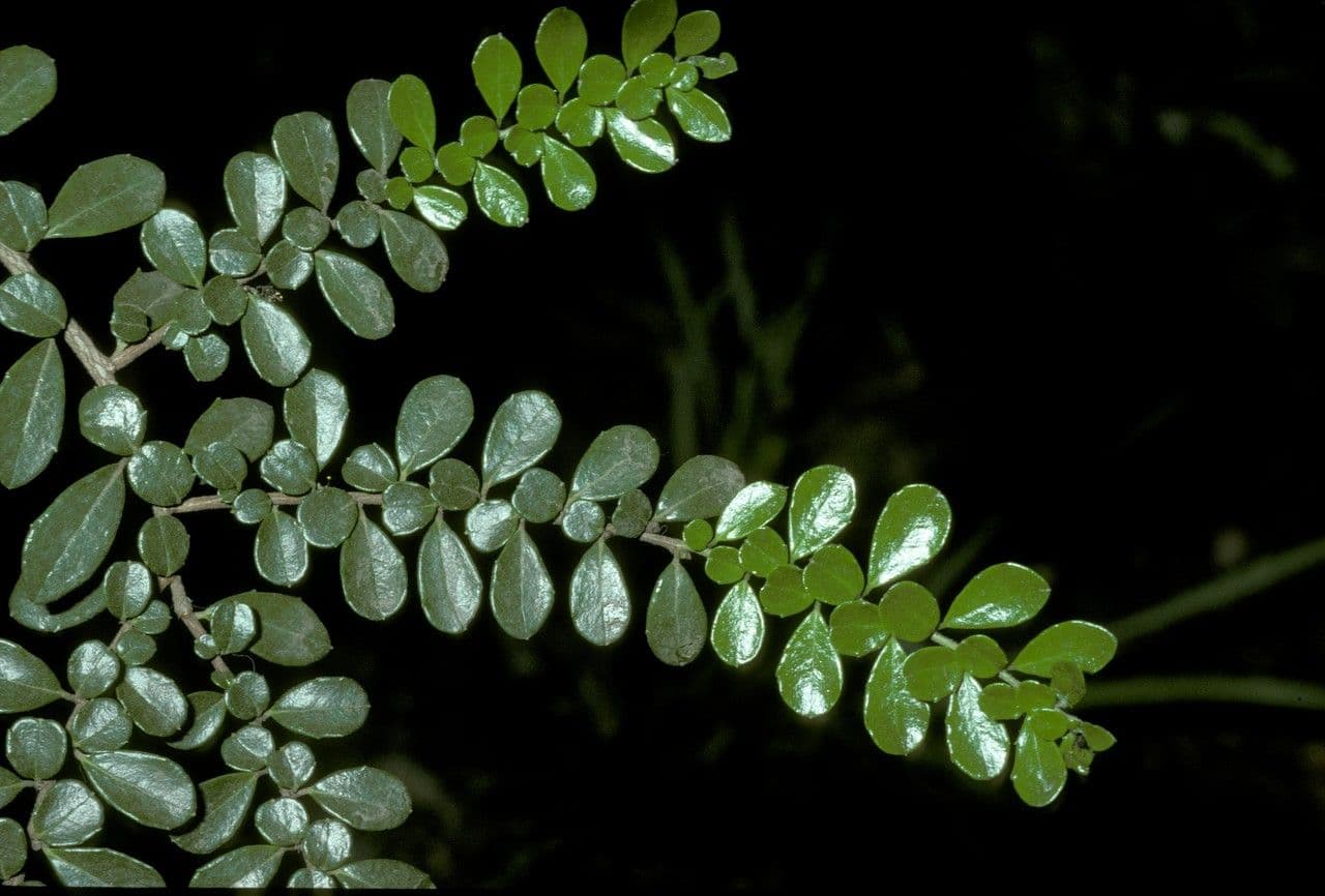 Azara microphylla 11