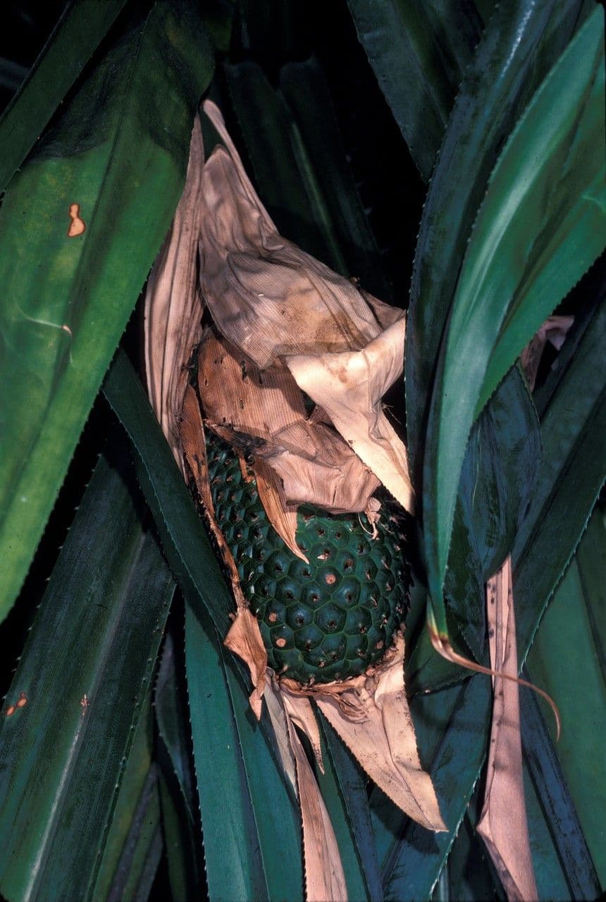 Pandanus