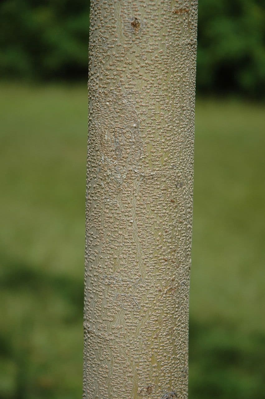Acacia Koaoha 16