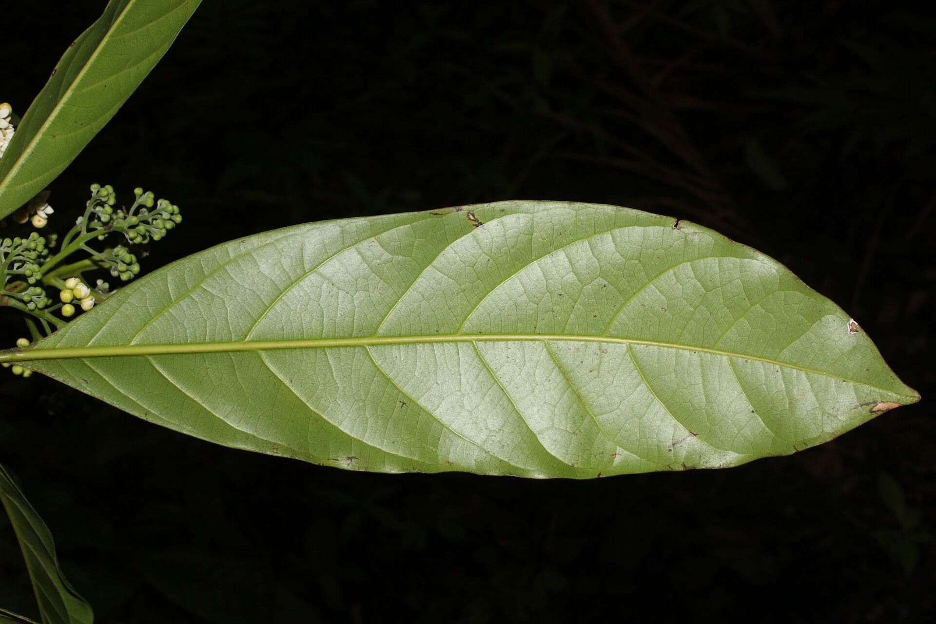 Mespilodaphne macrophylla 13