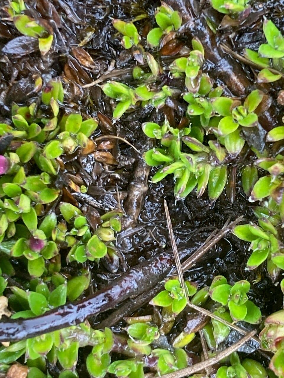 Arcytophyllum muticum 10
