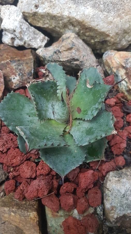 Agave 5