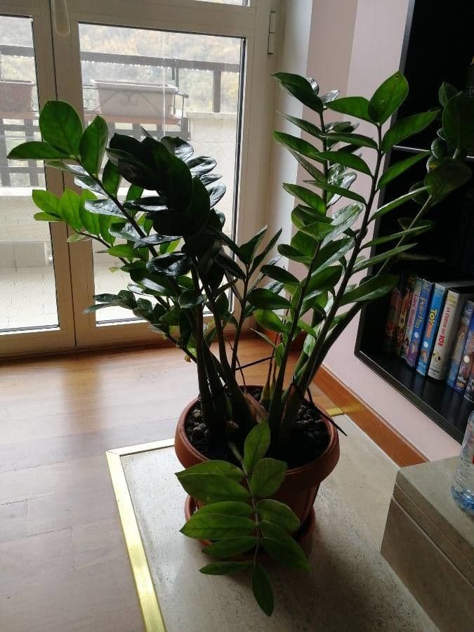 Pianta di ZZ 20