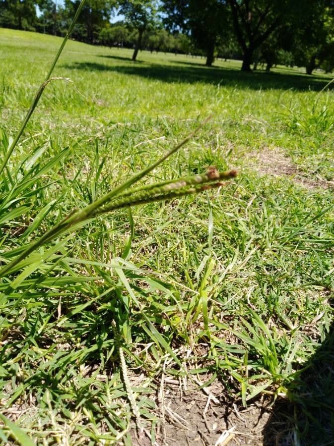 Paspalum scrobiculatum 16