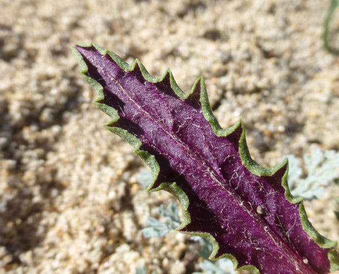 Senecio californiano 10