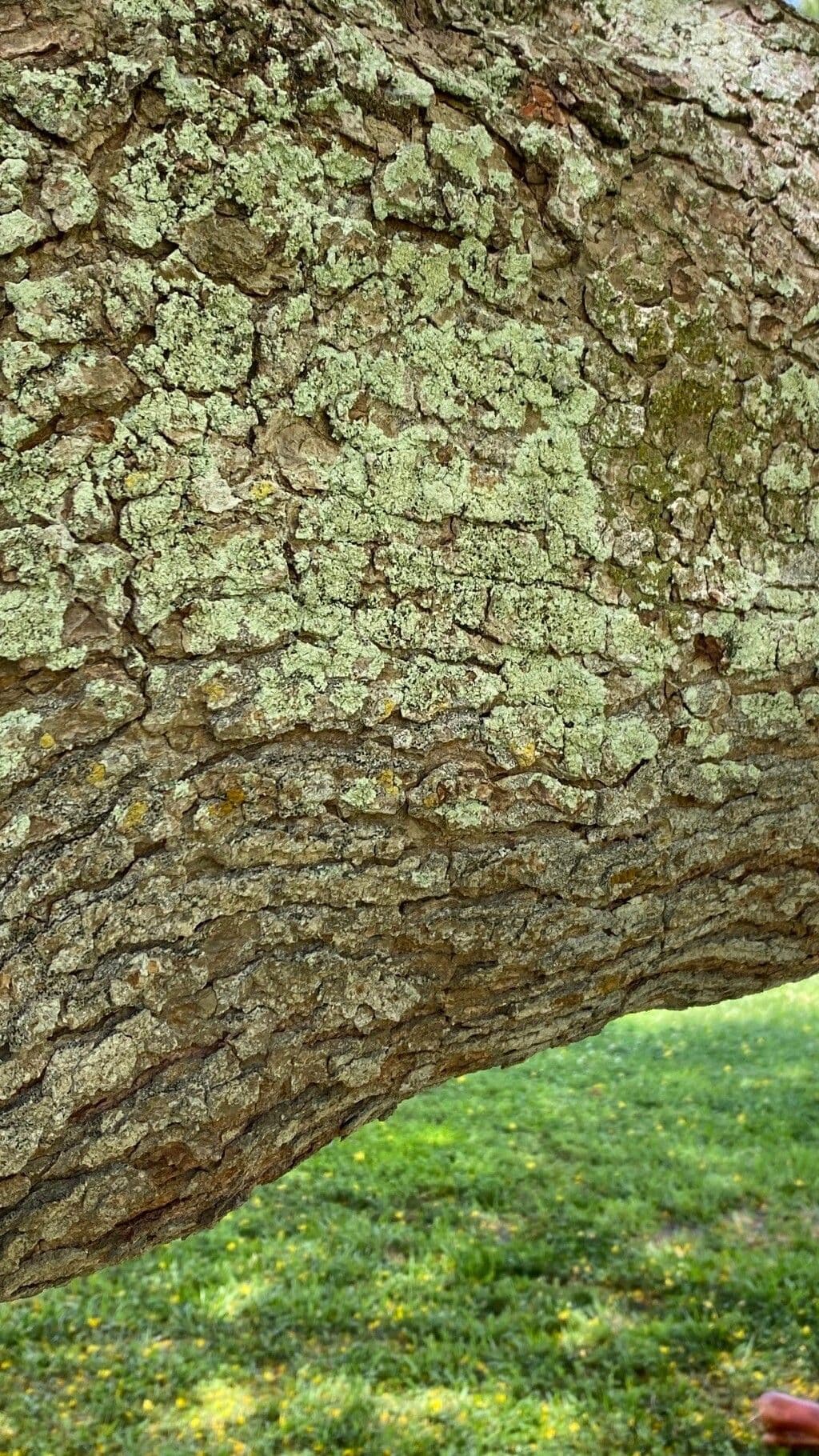 Peltophorum 22