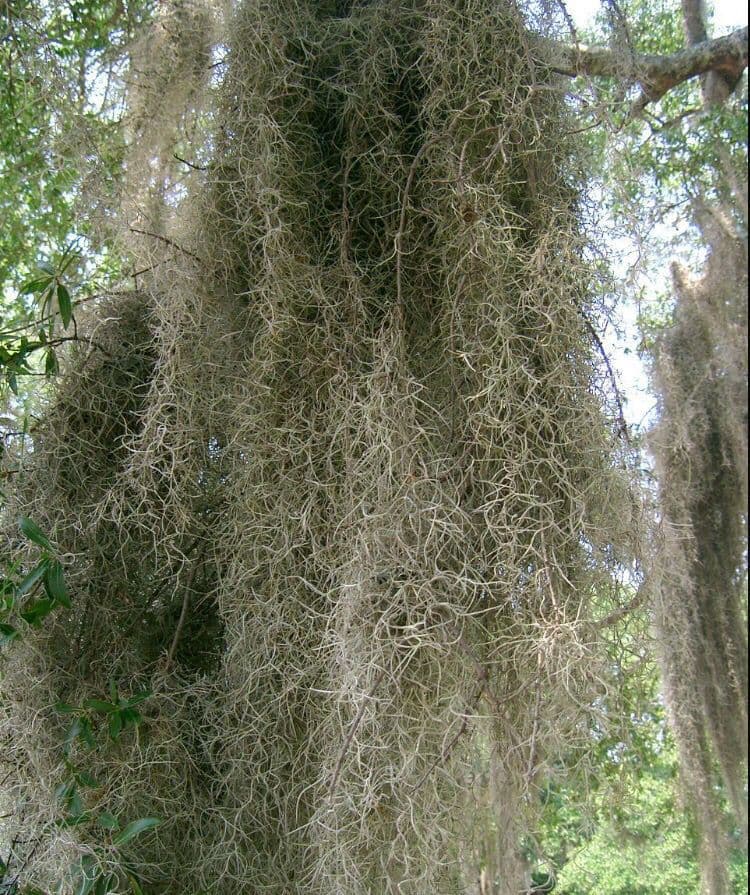 Louisianamoos 16