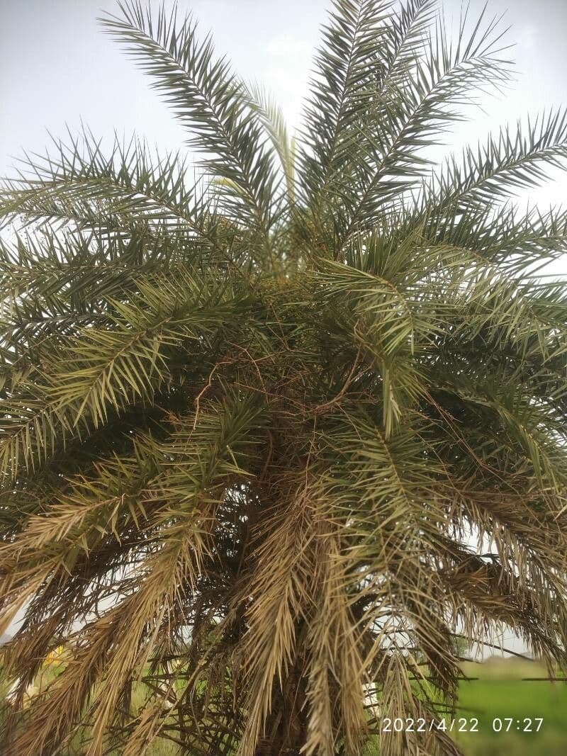 Palma da datteri selvatica 9