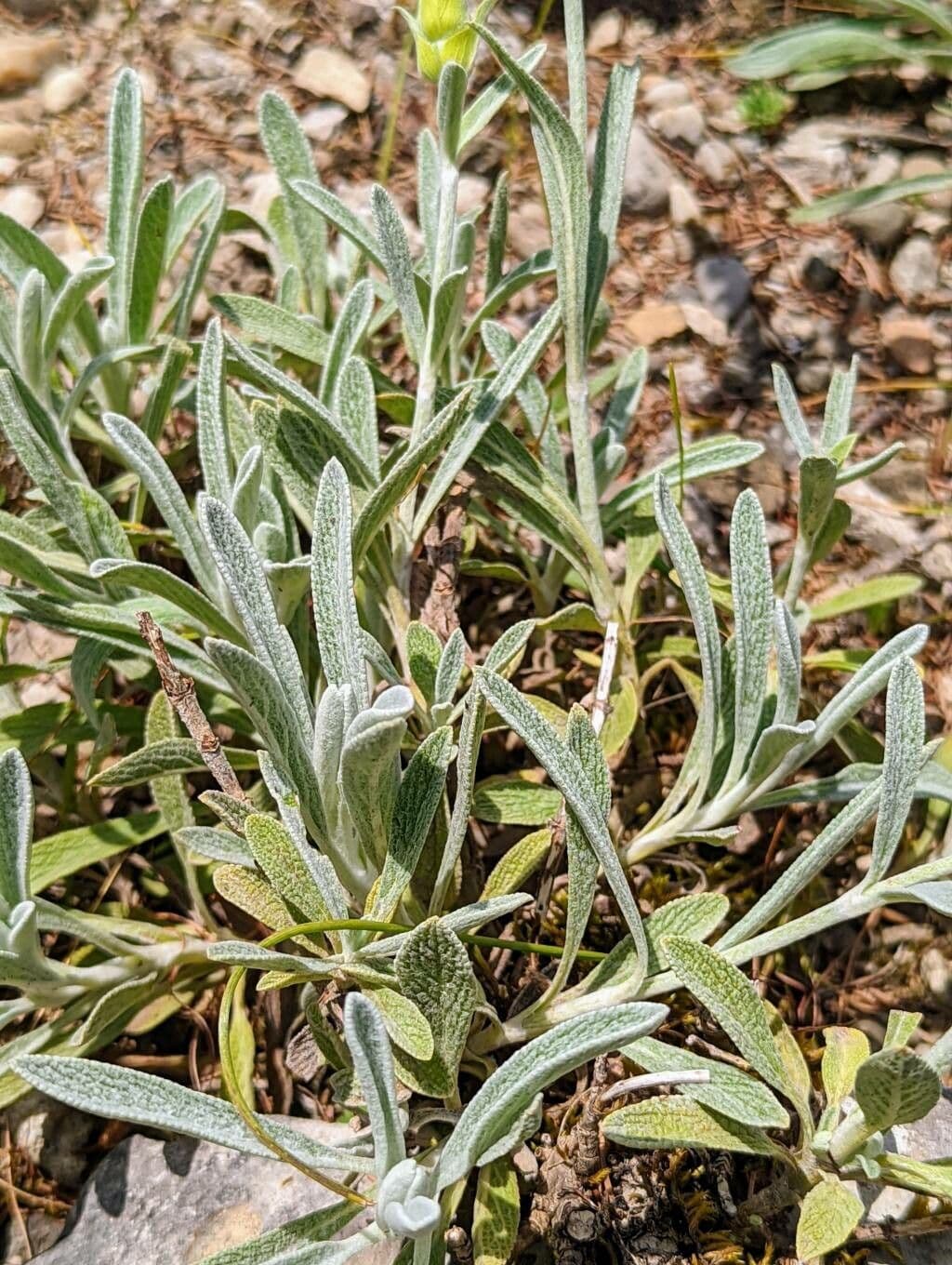 Sideritis syriaca 16