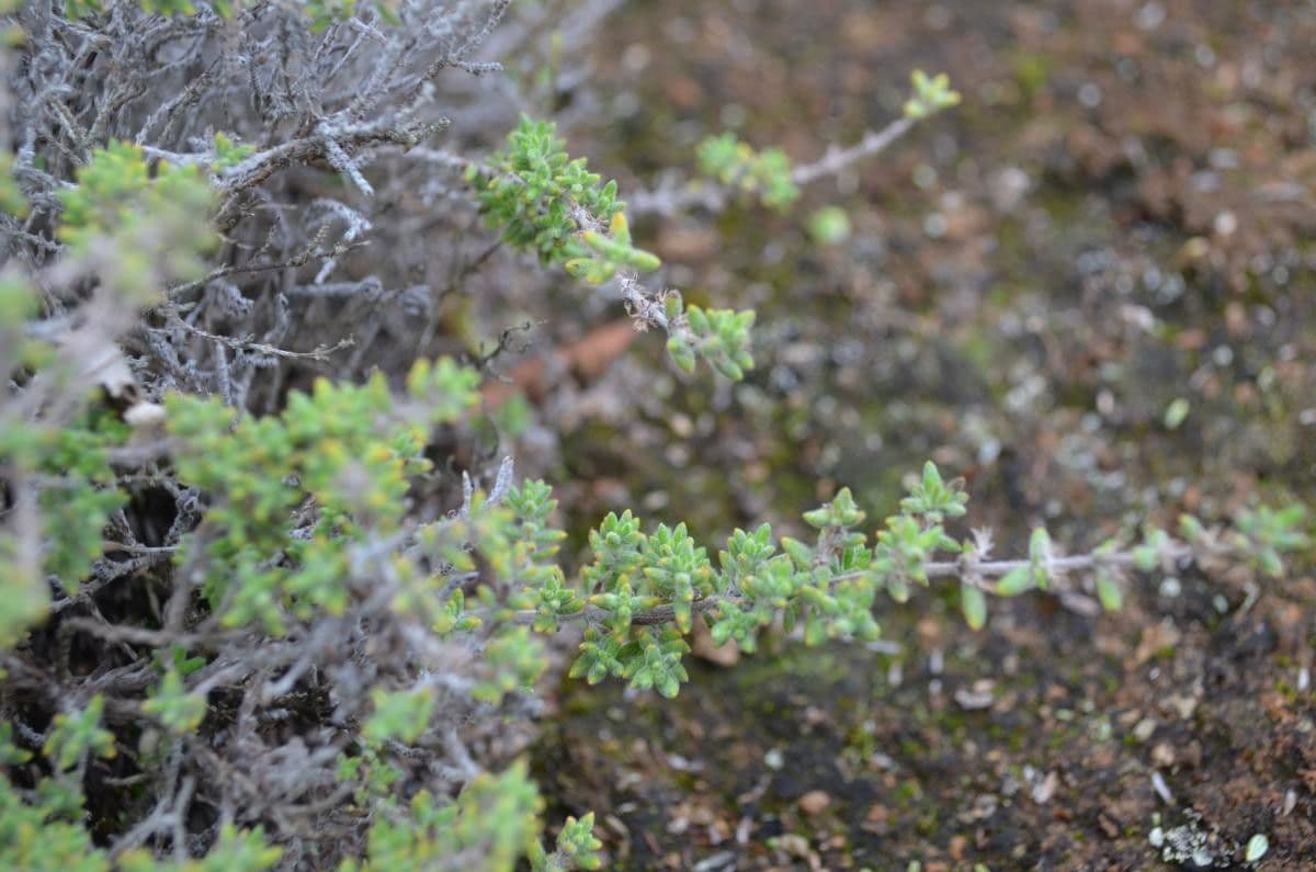 Micromeria 11