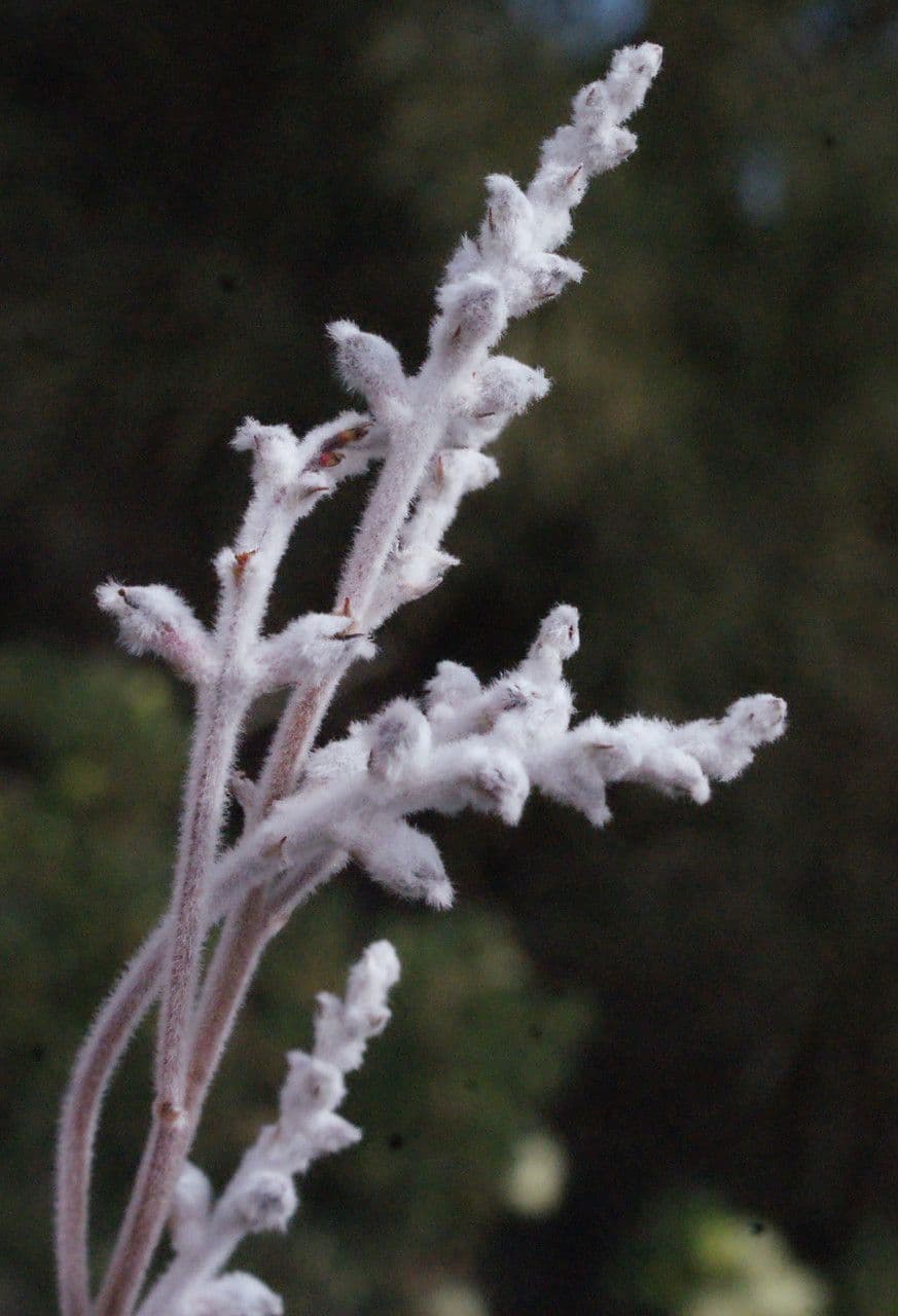 Conospermum stoechadis 6